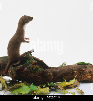 Mustela nivalis (Wiesel, mindestens Wiesel). Familie Mustelidae. Wiesel stehend auf Moosbedeckten anmelden Stockfoto