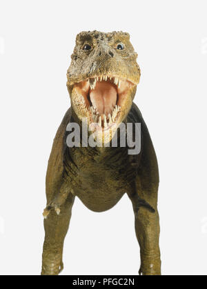 Modell der Tyrannosaurus Rex mit offenem Mund, Zähne, Vorderansicht Stockfoto