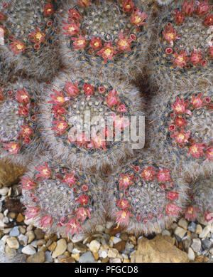 Mammillaria bocasana var. rubriflora, Schneeball Kaktus, Cluster von runden Kakteen mit rosa-roten Blüten auf ihre Kronen, Tuberkel in sanften Grau Stacheln bedeckt, Ansicht von oben. Stockfoto