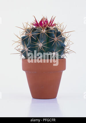 Ferocactus cylindraceus (Fire Barrel Cactus, Kompass Barrel Kaktus) im Topf Stockfoto