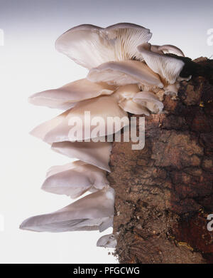 Pilz wächst auf Holz. Stockfoto