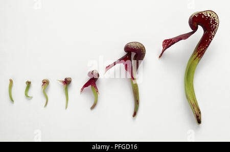 Sieben Phasen des Wachstums des Blattes von Darlingtonia californica (Kalifornien Kannenpflanze, Cobra Lily) Stockfoto