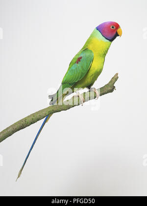 Pflaume-headed Parakeet (Psittacula cyanocephala) auf Ast sitzend, Seitenansicht Stockfoto