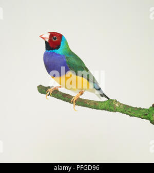 Rothaarige Gouldian Zebra Finch (Erythrura gouldiae), Seitenansicht Stockfoto