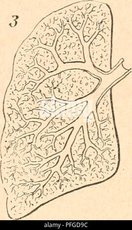 . Das werdener der Organismen zur widerlegung von Darwins zufallstheorie durch das Gesetz in der Entwicklung. Evolution; das Leben. . Bitte beachten Sie, dass diese Bilder sind von der gescannten Seite Bilder, die digital für die Lesbarkeit verbessert haben mögen - Färbung und Aussehen dieser Abbildungen können nicht perfekt dem Original ähneln. extrahiert. Hertwig, Oscar, 1849-1922. Jena, Fischer G. Stockfoto
