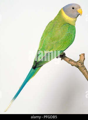Weibliche Pflaume-headed PARAKEET Stockfoto