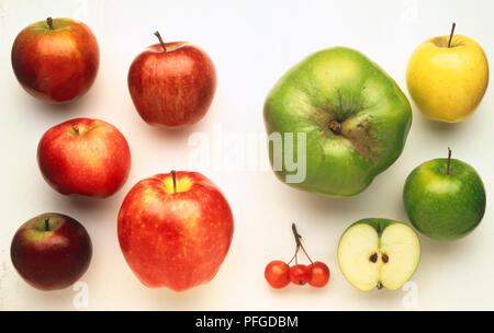 Auswahl von Äpfeln, einschließlich Golden Delicious, Bramley, Granny Smith ganz und halbiert, Starking, Red Delicious, Cox'S Orange Pippin, spartanisch, McIntosh und Holzapfel Stockfoto