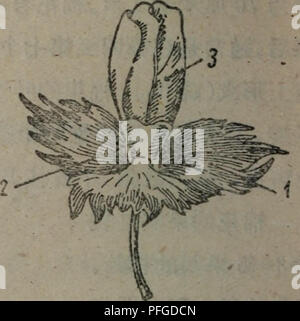 Diese Abbildung zeigt verschiedene botanische Merkmale, einschließlich Pflanzenstrukturen mit dichotomen Verzweigungen, Epidermis, Stomata und Chlorenchym. Die Darstellung zeigt, wie sich Blätter im Frühjahr entfalten, was die Zirkusvernation betont, und zeigt einen Querschnitt eines Farnstammes, der die Epidermis, den Cortex, den Gefäßzylinder und das Pith zeigt. Die Abbildung zeigt auch den sori, den Ort der Sporangien, die für die Fortpflanzung in Farnen verantwortlich sind. Stockfoto