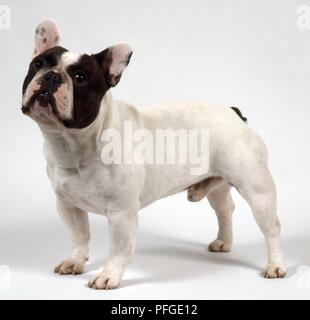 Französische Bulldogge, stehend, Seitenansicht Stockfoto