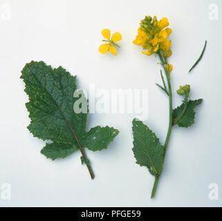 Sinapis arvensis (Senf), Stengel mit gelben Blüten in raceme und ein Blatt separat ausgewiesen Stockfoto