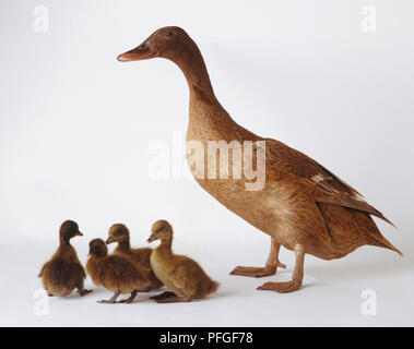 Eine braune Ente (Anatidae) mit vier Entenküken, Seitenansicht Stockfoto