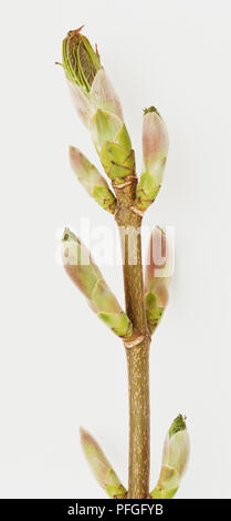 London Plane Tree, Platanus x Hispanica, Baum Knospen. Platanus x acerifolia Stockfoto