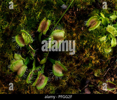 Fleischfressende Venus Trap (Dionaea muscipula) Pflanzen Fliegen. Stockfoto