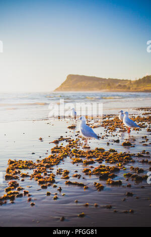 Möwen auf Seven Mile Beach in Lennox Head Stockfoto