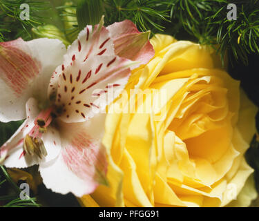 Gelbe Rose und Orchid Flower Arrangement, Nahaufnahme Stockfoto