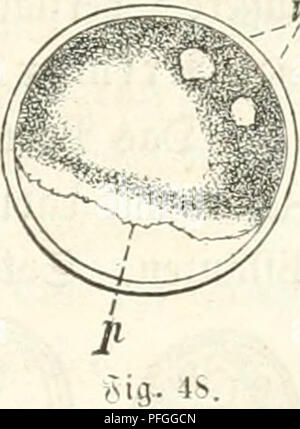 Diese Arbeit über Mikroskopie mit dem Titel „das Mikroskop“ beschäftigt sich mit der lehrreichen und unterhaltsamen Verwendung des Mikroskops. Es stellt das Gerät einem breiten Publikum vor und bietet praktische Anwendungen sowohl für das Lernen als auch für die Forschung. Der Text erläutert die Vorteile der Mikroskopie für das Verständnis der Natur und der wissenschaftlichen Phänomene. Stockfoto