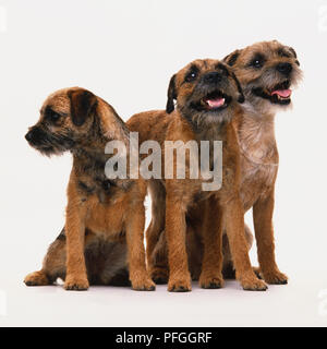 Gruppe von drei Border Terrier (Canis familiaris), zwei Sitzen, einen ständigen. Stockfoto