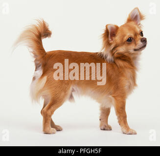 Chihuahua (Canis Lupus Familiaris) stehend, Schwanz nach oben zeigend, geneigter Kopf, Seitenansicht. Stockfoto