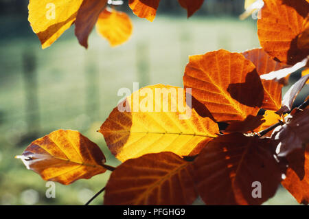 Bild der Blätter im Herbst. Nahlinse und eingeschränkten Fokus wird verwendet, verlässt die Transparenz zu zeigen. Stockfoto
