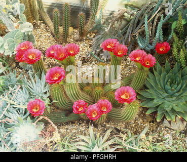 Echinopsis "Glorreichen", Cluster von Kakteen, mit rosa Blumen wachsen aus endet, hohe Blickwinkel betrachten. Stockfoto