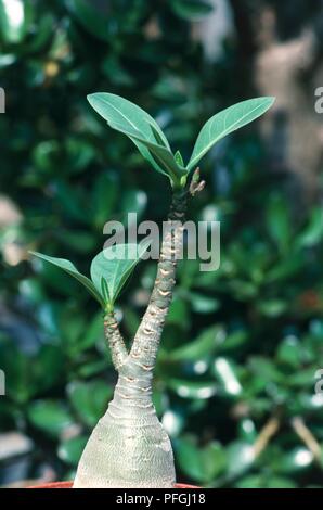 Adeniums obesum (Sabi Stern, Kudu oder Desert-Rose), grüne Blätter auf dicke Stiele Stockfoto