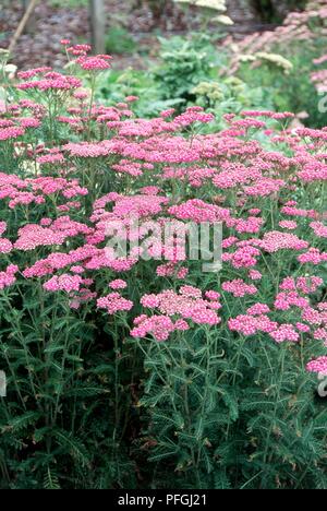 Achillea millefolium 'Cerise Queen' (Schafgarbe), ausdauernde Staude mit rosa Blüten und gefiederten Blätter Stockfoto