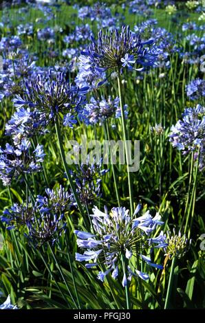 Agapanthus Beurre subsp orientalis (African Blue Lily), dolden von blauen Blüten auf hohen Stielen Stockfoto