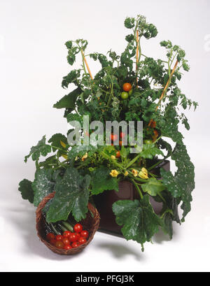 Rote Tomaten und unreife grüne Tomaten und Zucchini wachsen in Container reif, und in Weidenkorb Stockfoto