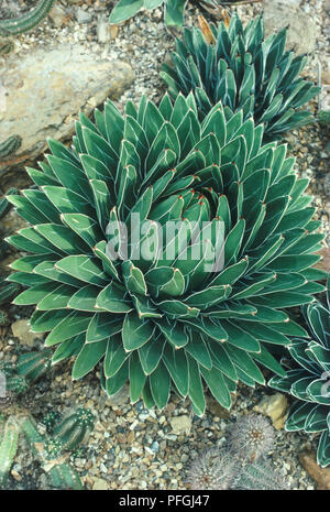 Agave victoriae-reginae (von Queen Victoria, Agave), Rosette-förmige Anlage im Kiesbett wachsende Stockfoto