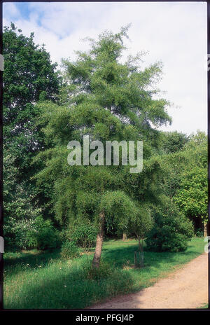 Alnus Glutinosa 'Imperialis' Stockfotografie Alamy