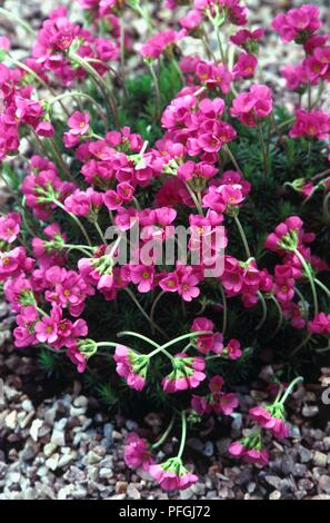 Androsace oleracea Subsp laggeri Rock (Jasmin) mit dolden tief rosa Blüten auf langen Stielen Stockfoto