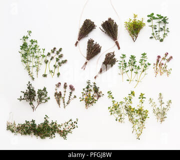 Sammlung von Thymian, Bündel, und Blumen auf Stiele Stockfoto