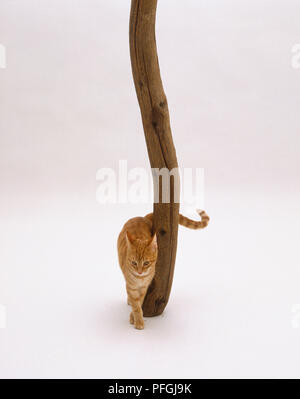 Ginger tabby Katze reibt am hölzernen Pfosten Stockfoto