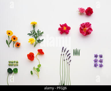 Beispiele für essbare Blüten, einschließlich Calendula officinalis (Ringelblume), Tagetes Patula (Französisch Ringelblume), Kapuzinerkresse : (nasturtiums), Rosa sp. (Rosen), Lavandula sp. (Lavendel), Viola sp. (Veilchen und Bratschen) Stockfoto