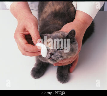 Eine junge graue Kätzchen in seinen Augen gereinigt. Stockfoto