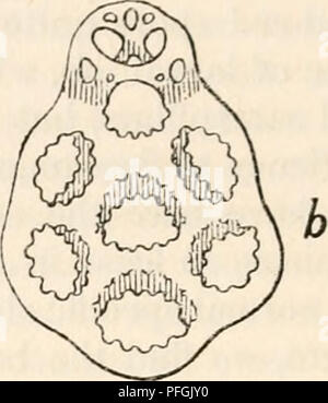 . Darwin und der modernen Wissenschaft; Essays zum Gedenken an den 100. Jahrestag der Geburt von Charles Darwin und des 50. Jahrestages der Veröffentlichung der Entstehung der Arten. Darwin, Charles, 1809-1882; Wissenschaft - Geschichte; Evolution. die Abb. 64. A. Anker (a) und basal-Platte (b) Der Synapta Lappa. Länge der Anker=0' 35 Rnrn. (Nach Oestergren, Zool. Anzeiger, xx. 1897.). Bitte beachten Sie, dass diese Bilder sind von der gescannten Seite Bilder, die digital für die Lesbarkeit verbessert haben mögen - Färbung und Aussehen dieser Abbildungen können nicht perfekt dem Original ähneln. extrahiert. Seward Stockfoto