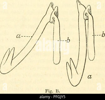 . Darwin und der modernen Wissenschaft; Essays zum Gedenken an den 100. Jahrestag der Geburt von Charles Darwin und des 50. Jahrestages der Veröffentlichung der Entstehung der Arten. Darwin, Charles, 1809-1882; Wissenschaft - Geschichte; Evolution. Abb. A. Anker (a) und basal-Platte (b) Der Synapta Lappa. Länge der Anker = 0-35 mm. (Nach Oestergren, Zool. Anzeiger, xx. 1897.). Anker (a) und basal-Platte {b) in der Seitenansicht (nach Oestergren). Des tube-Füße. Die Anker handeln automatisch, sinken ihre Spitzen in Richtung Boden, wenn der entsprechende Teil des Körpers verdickt, und die Rückkehr zu den ursprünglichen Stockfoto