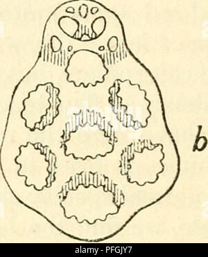 . Darwin und der modernen Wissenschaft; Essays zum Gedenken an den 100. Jahrestag der Geburt von Charles Darwin und des 50. Jahrestages der Veröffentlichung der Entstehung der Arten. Darwin, Charles, 1809-1882; Wissenschaft - Geschichte; Evolution. Abb. A. Anker (a) und basal-Platte (b) Der Synapta Lappa. Länge der Anker = 0-35 mm. (Nach Oestergren, Zool. Anzeiger, xx. 1897.). Bitte beachten Sie, dass diese Bilder sind von der gescannten Seite Bilder, die digital für die Lesbarkeit verbessert haben mögen - Färbung und Aussehen dieser Abbildungen können nicht perfekt dem Original ähneln. extrahiert. Cambridge Stockfoto