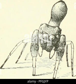 . Darwin, und nach Darwin. Eine Ausstellung der Darwinschen Theorie und eine Diskussion der post-darwinistischen Fragen. Evolution; Vererbung. . Bitte beachten Sie, dass diese Bilder sind von der gescannten Seite Bilder, die digital für die Lesbarkeit verbessert haben mögen - Färbung und Aussehen dieser Abbildungen können nicht perfekt dem Original ähneln. extrahiert. Romanes, George John, 1848-1894. Chicago die Open Court Pub. Co Stockfoto