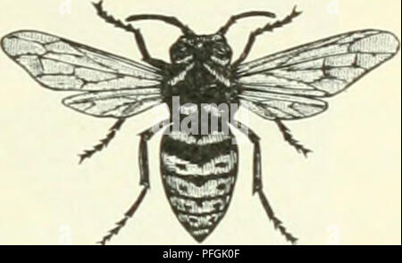 . Darwin, und nach Darwin. Eine Ausstellung der Darwinschen Theorie und eine Diskussion der post-darwinistischen Fragen. Evolution; Vererbung. VnLOceliA an Ang. /VE: sPf Vulgaris.. Bitte beachten Sie, dass diese Bilder sind von der gescannten Seite Bilder, die digital für die Lesbarkeit verbessert haben mögen - Färbung und Aussehen dieser Abbildungen können nicht perfekt dem Original ähneln. extrahiert. Romanes, George John, 1848-1894. Chicago die Open Court Pub. Co Stockfoto