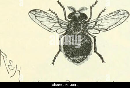 . Darwin, und nach Darwin. Eine Ausstellung der Darwinschen Theorie und eine Diskussion der post-darwinistischen Fragen. Evolution; Vererbung. VnLOceliA an Ang. /VE: sPf Vulgaris.. Bitte beachten Sie, dass diese Bilder sind von der gescannten Seite Bilder, die digital für die Lesbarkeit verbessert haben mögen - Färbung und Aussehen dieser Abbildungen können nicht perfekt dem Original ähneln. extrahiert. Romanes, George John, 1848-1894. Chicago die Open Court Pub. Co Stockfoto
