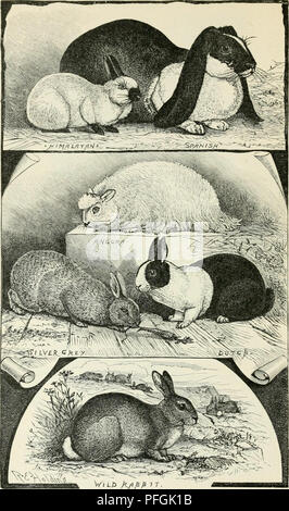 . Darwin, und nach Darwin. Eine Ausstellung der Darwinschen Theorie und eine Diskussion der post-darwinistischen Fragen. Evolution; Vererbung. Abb. 103. Raifbits. Vom Leben gezeichnet (Preis speci. LIENS).. Bitte beachten Sie, dass diese Bilder sind von der gescannten Seite Bilder, die digital für die Lesbarkeit verbessert haben mögen - Färbung und Aussehen dieser Abbildungen können nicht perfekt dem Original ähneln. extrahiert. Romanes, George John, 1848-1894. Chicago die Open Court Pub. Co Stockfoto