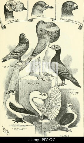 . Darwin, und nach Darwin. Eine Ausstellung der Darwinschen Theorie und eine Diskussion der post-darwinistischen Fragen. Evolution; Vererbung. Abb. 92,- Tauben, fortgesetzt. Vom Leben gezeichnet (Preis specimens).. Bitte beachten Sie, dass diese Bilder sind von der gescannten Seite Bilder, die digital für die Lesbarkeit verbessert haben mögen - Färbung und Aussehen dieser Abbildungen können nicht perfekt dem Original ähneln. extrahiert. Romanes, George John, 1848-1894. Chicago die Open Court Pub. Co Stockfoto