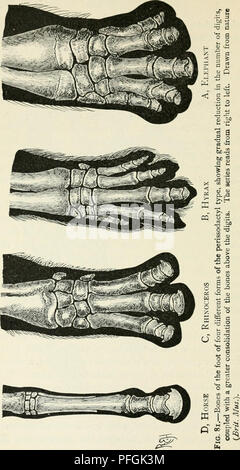 . Darwin, und nach Darwin. Eine Ausstellung der Darwinschen Theorie und eine Diskussion der post-darwinistischen Fragen. Evolution; Vererbung. . Bitte beachten Sie, dass diese Bilder sind von der gescannten Seite Bilder, die digital für die Lesbarkeit verbessert haben mögen - Färbung und Aussehen dieser Abbildungen können nicht perfekt dem Original ähneln. extrahiert. Romanes, George John, 1848-1894. Chicago die Open Court Pub. Co Stockfoto