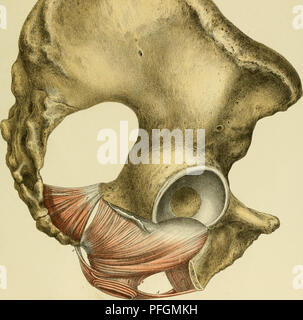 Dieses Bild stammt aus der Reihe Denkschriften der Kaiserlichen Akademie der Wissenschaften, die die muskuläre Struktur des weiblichen Beckens im Rahmen einer Anatomiestudie darstellt. Die Abbildung hilft beim Verständnis der muskulären Anatomie des menschlichen Beckenbereichs. Stockfoto