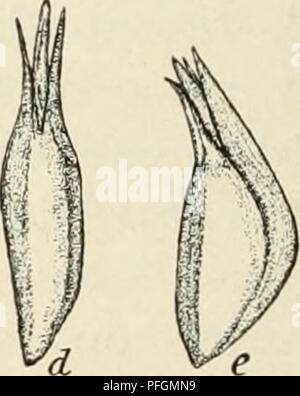 . Dansk botanisk arkiv. Pflanzen, Pflanzen-- Dänemark. Abb. 22. Posidonia Australis, von Géraldton. ein, die unregelmässig 3-flügeligen exocarp geöffnet, b und c, zwei verschiedene Früchte, zeigt die Aufteilung der exocarp Anfang an der Basis, d und e, "Steine" von b und c; Der plumule hervorstehende an der Spitze, f, Embryo (e). (Ca. 5/4 nat. Größe). Richter aus Analogie mit P.oceanica, die Blüten und im Herbst reift ihre Früchte im nächsten Frühjahr, die Blüte der S. au-stralis stattfinden soll im Herbst der südlichen Er-misphere, d. h. im März - Mai, und die Früchte sollten r Stockfoto