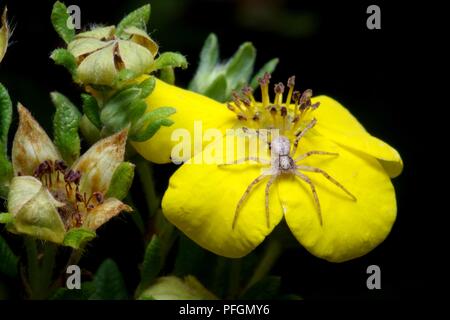 Kleine Spinne auf eine gelbe Blume - macrophoto Stockfoto