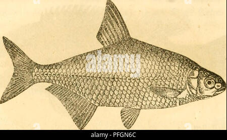 Diese Arbeit von Henrik Nikolai Krøyier bietet einen umfassenden Überblick über die Fischarten in Dänemark. Es enthält detaillierte Beschreibungen und Abbildungen verschiedener Fische, sowohl Süßwasser- als auch Meeresfische, die in dänischen Gewässern beheimatet sind. Die Publikation dient als wichtige Ressource für Meeresbiologen und Fischer. Stockfoto