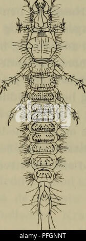 Dieses illustrierte Handbuch befasst sich mit der Fauna Dänemarks und enthält detaillierte Beschreibungen und Abbildungen verschiedener Arten. Sie deckt eine große Auswahl an Tieren ab, die in Dänemark vorkommen, und bietet Einblicke in ihre Anatomie und ihr Verhalten. Stockfoto