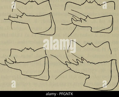 Dieses illustrierte Handbuch der dänischen Fauna enthält detaillierte Beschreibungen der in Dänemark heimischen Arten. Sie konzentriert sich auf Insekten, insbesondere die Familie der Cerambycidae, und bietet Einblicke in ihre Anatomie, ihr Verhalten und ihre ökologische Rolle in den dänischen Ökosystemen. Stockfoto